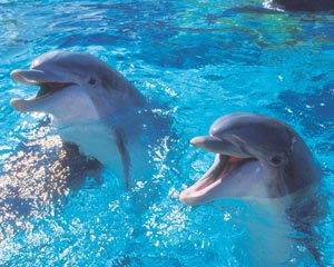 Dolphins