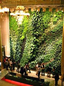 Universe Plants